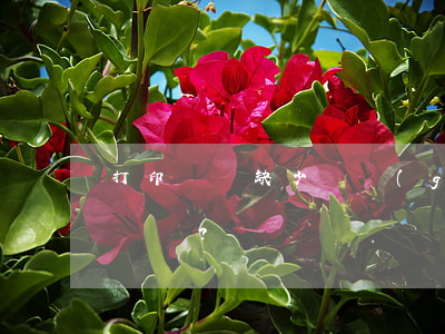 打印遺囑缺少這個(gè)條件還有效嗎？